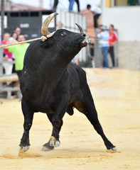 toro en españa