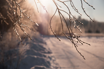 Winter tree branches in sunlight