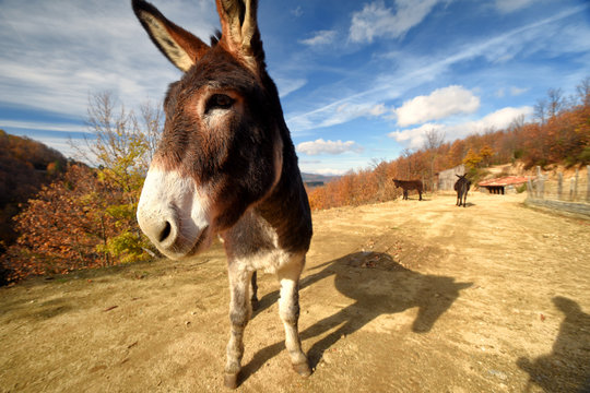donkey closeup