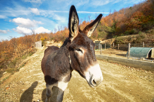 donkey closeup