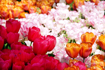 white, pink and red tulips blossom in the park