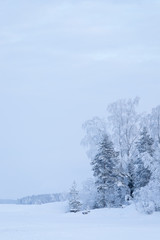 Trees covered in frost snow nature winter lakeside scene