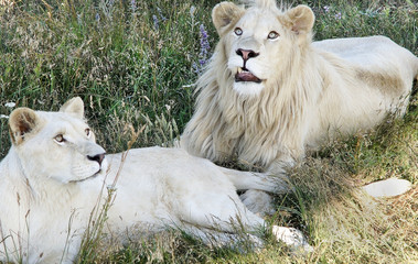 Two white lions lie and have a rest in a grass