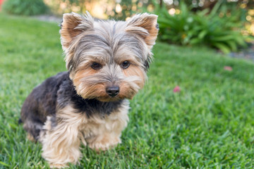 Yorkshire Terrier playing on grass