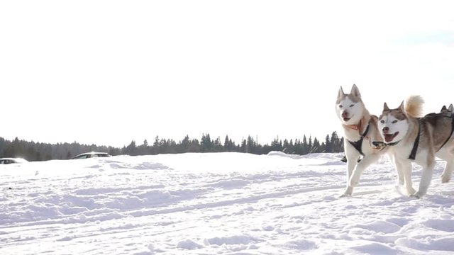 Dogs harnessed by dogs breed Husky pull sled with people, slow motion