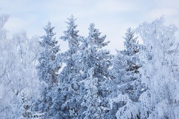 Trees covered in frost snow nature winter scene