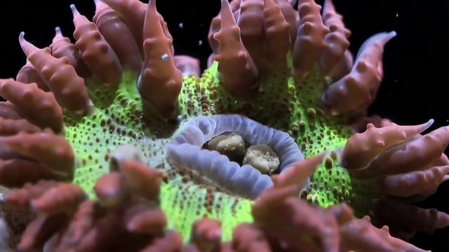 Phymanthus crucifer Perlenanemone Fütterung - Phymanthus crucifer Feeding Timelapse