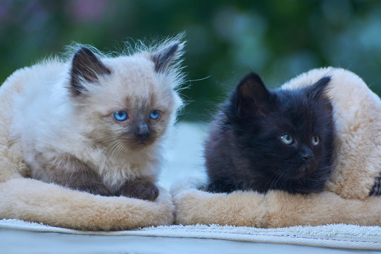 .two kittens are sitting in slippers