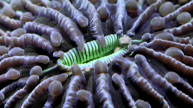 Fungia concinna Pilzkoralle F&uuml;tterung Zeitraffer, Fungia concinna Feeding Timelapse