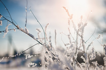 Frozen flower, branch and plant covered with hoarfrost and snowflakes, winter sunny solar morning. Close up macro selective focus. Blue sky background