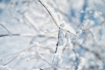 Frozen flower, branch and plant covered with hoarfrost and snowflakes, winter sunny solar morning. Close up macro selective focus. Blue sky background