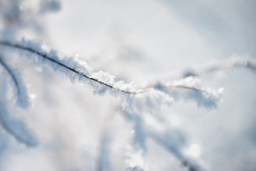 Frozen flower, branch and plant covered with hoarfrost and snowflakes, winter sunny solar morning. Close up macro selective focus. Blue sky background