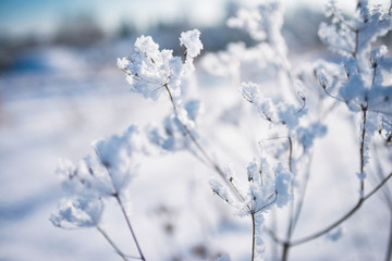 Frozen flower, branch and plant covered with hoarfrost and snowflakes, winter sunny solar morning. Close up macro selective focus. Blue sky background
