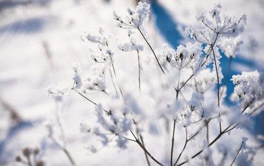 Frozen flower, branch and plant covered with hoarfrost and snowflakes, winter sunny solar morning. Close up macro selective focus. Blue sky background