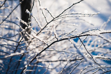 Fototapeta na wymiar Frozen flower, branch and plant covered with hoarfrost and snowflakes, winter sunny solar morning. Close up macro selective focus. Blue sky background