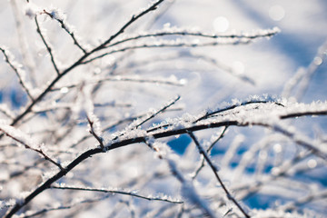 Frozen flower, branch and plant covered with hoarfrost and snowflakes, winter sunny solar morning. Close up macro selective focus. Blue sky background