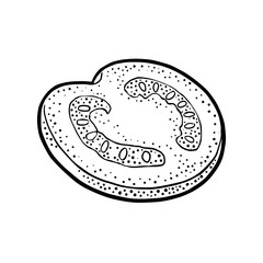 Piece tomato. Vector engraved illustration isolated on white background.