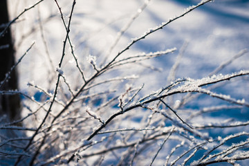 Frozen flower, branch and plant covered with hoarfrost and snowflakes, winter sunny solar morning. Close up macro selective focus. Blue sky background
