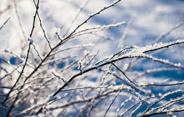 Frozen flower, branch and plant covered with hoarfrost and snowflakes, winter sunny solar morning. Close up macro selective focus. Blue sky background
