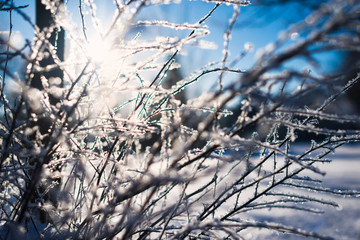 Frozen flower, branch and plant covered with hoarfrost and snowflakes, winter sunny solar morning. Close up macro selective focus. Blue sky background