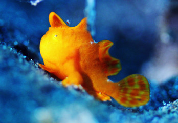 Bright orange tiny frogfish from Indonesia