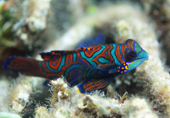 Beautiful and colorful mandarin fish from tropical Indonesia