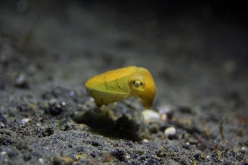 tiny baby yellow cuttlefish from Bali Indonesia underwater scuba diving