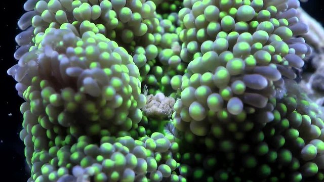 Ricordea florida Karibik-Scheibenanemone F&uuml;tterung Zeitraffer,Ricordea florida Karibik-Feeding Timelapse