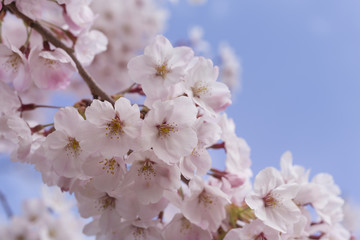 Obraz premium 桜