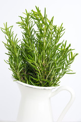 Fresh thyme herb grow in vase.