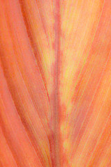 Orange textured tulip petal