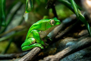 Fototapeta premium Kelly green frog