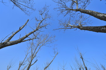 Dry desert landscape of trees