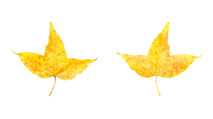 Yellow maple leaves front and rear isolated on white background. This has clipping path.