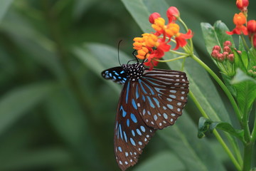 macro photography of blue monarch butterfly with milkweed plants
