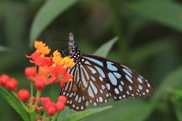 macro photography of blue monarch butterfly with milkweed plants