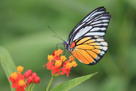 macro photography of Monarch butterfly with milkweed plant