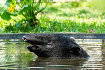 Naklejka premium Malayan Tapir (Tapirus Indicus) soak in water to relieve hot.