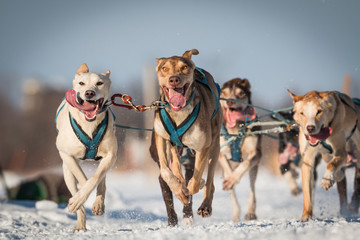 Winter Sports - Dog Sled Race