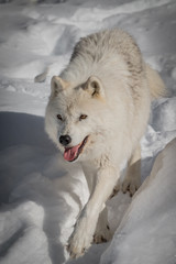 Arctic Wolf - Canis Lupus Arctos - Close-Up