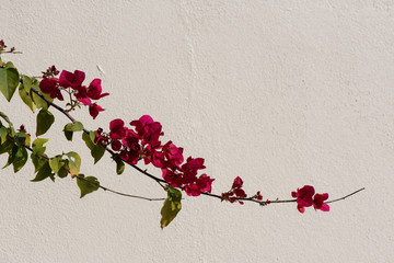 A branch of bougainvillea across a white wall in the sunshine