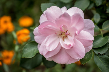 Fototapeta na wymiar open Pink Rose