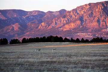 Pronghorn Deer at sunrise with mountains as backdrop in Colorado Springs, Colorado