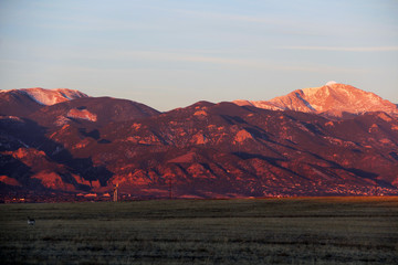 Pronghorn Deer at sunrise with mountains as backdrop in Colorado Springs, Colorado