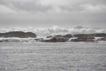 Harbor seals at breaking waves in Monterey Bay California