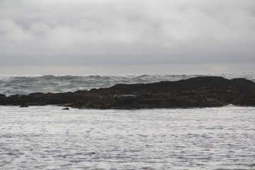 Harbor seals at breaking waves in Monterey Bay California
