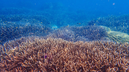 Fototapeta na wymiar Beautiful coral reef and tropical fish underwater