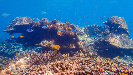 Fototapeta na wymiar Beautiful coral reef and tropical fish underwater