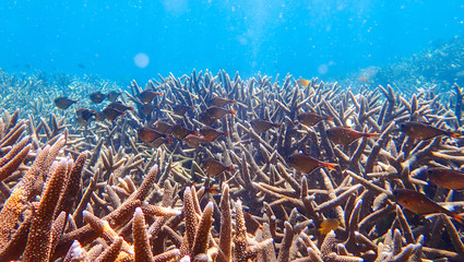 Fototapeta na wymiar Coral reef and tropical fish underwater