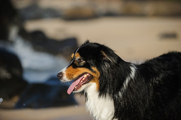 Australian Shepherd dog portrait at beach